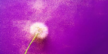 Creative colorful background with white dandelions. Trendy colors. Concept for festive background or for project.Close-up,copy spaceの写真素材