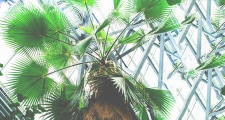 Blurred background perfect for green office. The concept of modern and comfortable space for person. Go greens. Copy space, closeup.の写真素材