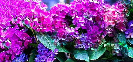 Blooming purple and pink phlox in landscape design.The concept of city decor. Natural background. Flowers in bloomの写真素材
