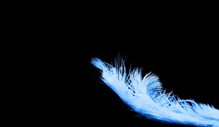 Yellow ostrich feathers on black background. Mardi Gras concept. Festive background for projects....