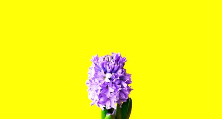 Festive concept from hyacinth flower in full bloom on a yellow background. Valentines Day or Womens...