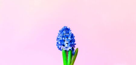 Festive concept from hyacinth flower in full bloom. Valentines Day. Template mock up of greeting...