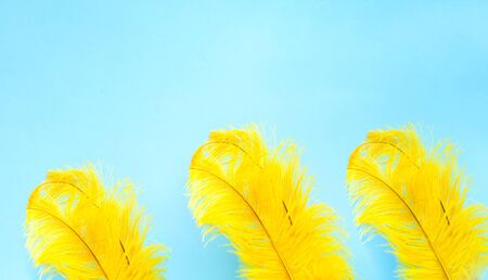 Yellow ostrich feather on blue background. Home decor or decoration for the festival. Close-up, copy spaceの写真素材