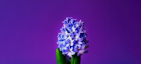 Festive concept from hyacinth flower in full bloom. Womens Day or Valentines Day. Template mock up of greeting card or text design. Close-up, copy spaceの写真素材