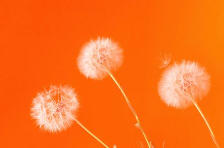 Trendy Floral Style. Creative colorful background with white inflorescences Dandelion. Trendy colors in 2020. Festive concept, minimalism.Close-up, copy spaceの写真素材