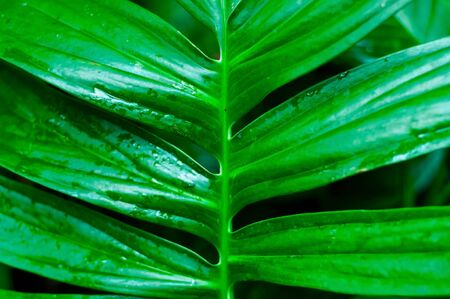 Botanical background of tropical leaves. Trendy Floral Style. Close-upの写真素材