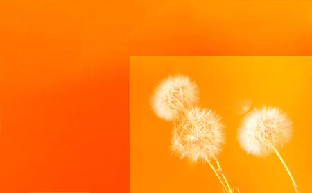 Trendy Floral Style. Creative colorful background with white inflorescences Dandelion. Trendy colors in 2020. Festive concept, minimalism.Close-up, copy spaceの写真素材