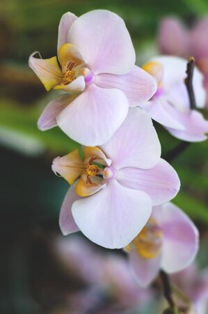 Architectural design in floral style. Interior decor mit white tropical flower in full bloom. Blurred effectの写真素材
