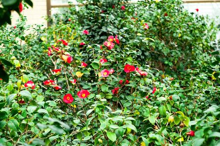 Home gardening or landscaping. Architectural design in floral style. Blurred effect.The concept of cozy home or cozy living. Close-upの写真素材