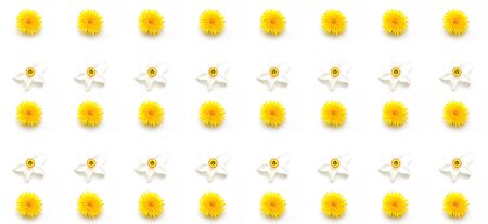 Pattern mit dandelion and daffodil flowers on white background. Hello Summer concept. Close-upの写真素材