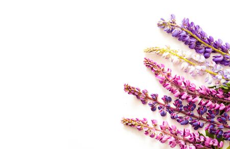 Colorful lupine flowers on a white background. Summer Equinox Day or Hello Summer. Creative copy space for positive mood.の写真素材