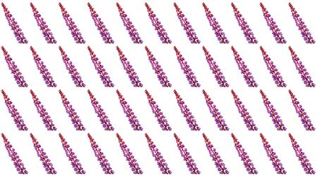 Colorful pattern of lupine flowers on a white background. Summer Equinox Day or Hello Summer....