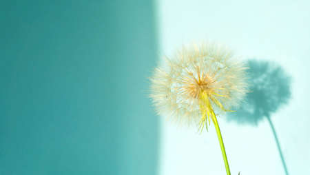 Creative summer concept with white dandelion inflorescences and shadow on blue background. Close-upの写真素材