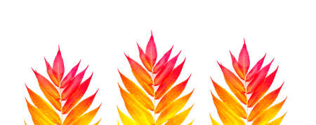 Tropical colorful leaves isolated on white background. Autumn mood. Creative minimalism for design.