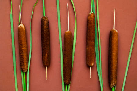 Reed stalks on beige background. Autumn natural palette or Autumn home decor. Creative copy spaceの写真素材