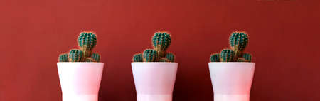 Cactus in pink pot on beige background. Creative space for design. Trendy minimalism, shopping season.の写真素材