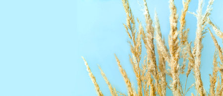 Decorative blue background of dried flowers. The concept of more nature in homes during a pandemic....