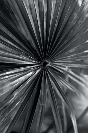 Tropical background of palm leaves. Layout template for website or text design. Close-upの写真素材