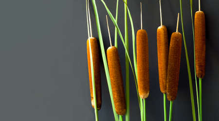 Reed stalks on dark background. Autumn natural palette or Autumn home decor. Creative copy spaceの写真素材