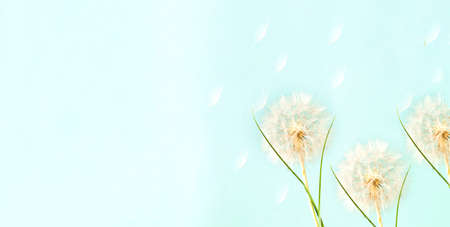 Creative background with white dandelions inflorescence. Concept for festive background.Close-up,...