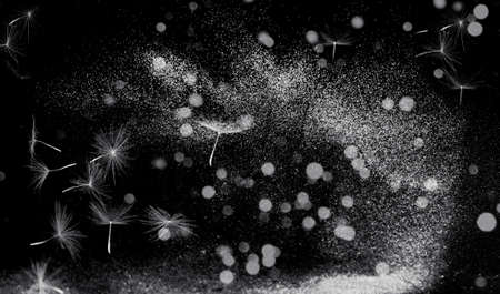 White inflorescences Dandelion on dark background with golden and silver sparkles. Blurred effect. Concept for festive background. Creative copy space.の写真素材
