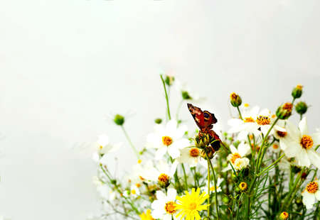 Summer bouquet of wildflowers on a white background. Hello summer concept. Creative copy spaceの写真素材