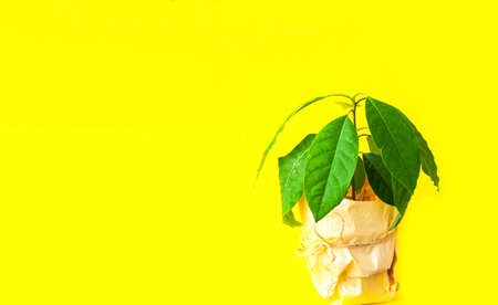 Avocado plant in a pot on yellow background. Growing a home in quarantine or office landscaping concept. Creative copy spaceの写真素材