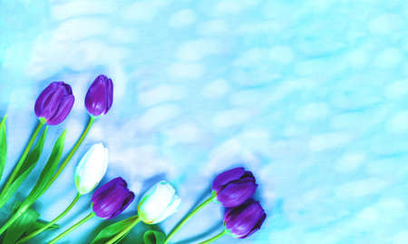 Spring flowers or Festive decor. Purple and white tulips on light background. Close-up, top view, copy spaceの写真素材