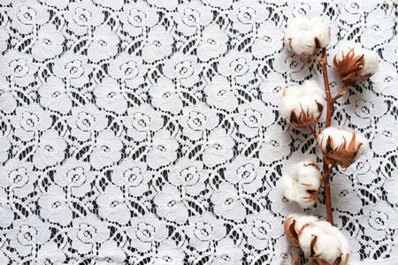 Branch with cotton bolls on Seamless white lace with flowers.The concept of seasonal projects. Close-upの写真素材