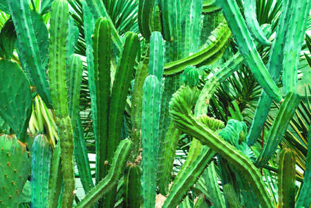 Natural background of Succulent Plant. Texture from shades of Pine Green for design or wall...