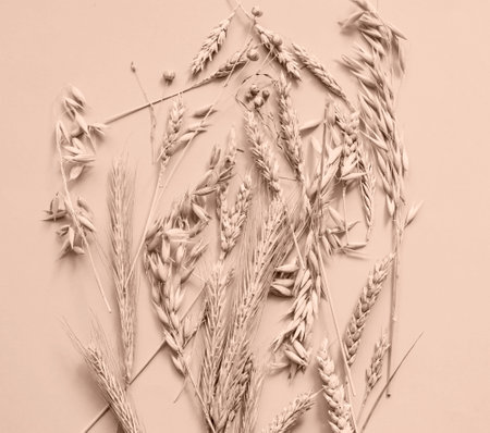 Creative background of ears of wheat, barley and oats in shades of brown. Poster with atmospheric mood in trendy colors of the Year 2023 . Wonder of natural design or Connecting with Nature. Close-upの写真素材