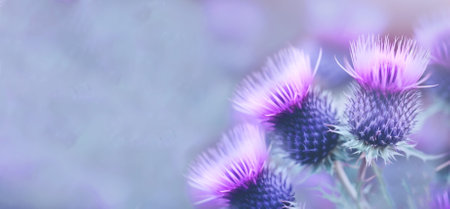 Milk Thistle or silybum, herb with anti-inflammatory propertie on blue background. Banner.の素材