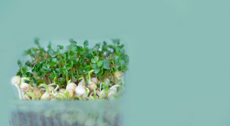 Microgreens growing in a plastic container on a light green background.