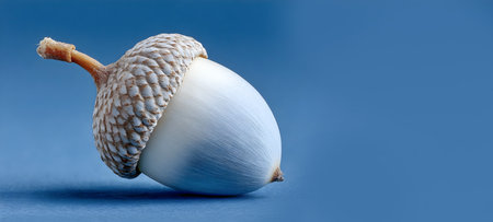 Acorn with a detailed cap positioned on a smooth blue background, highlighting its natural textures and organic shapes in a serene and minimalist settingの素材
