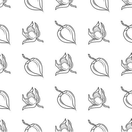 Seamless pattern with Opened Physalis flower with berry inside and closed box. Hand drawn vector sketch illustration in simple line doodle style isolated on white. Symbol of autumn harvest, bakeryのイラスト素材