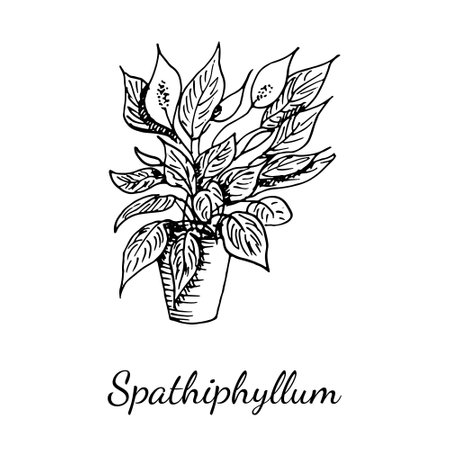 Spathiphyllum home plant isolated on white background. Blooming flower as house and office decoration, gift. Vector illustration in sketch outline realistic style. Photosynthesis, floristicsのイラスト素材