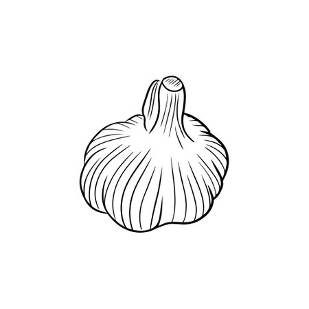 Realistic garlic illustration in black isolated on white background. Hand drawn vector sketch illustration in doodle engraved vintage outline style. Spice,vegetable, ingredient, tasty, healthy foodのイラスト素材