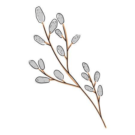 Beautiful pussy willow branch blossom as a symbol of Happy Easter with black lines isolated on white background. Hand drawn vector doodle illustration in flat cartoon styleのイラスト素材