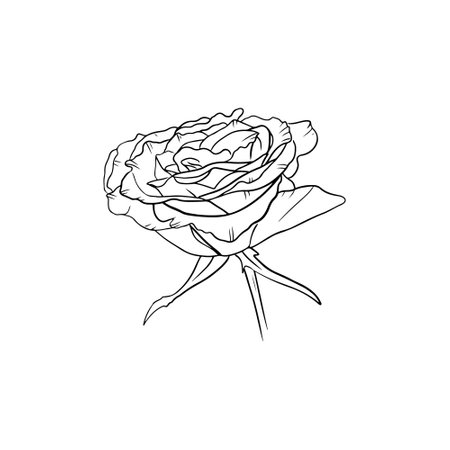 Happy International Women's Day, March 8 Beautiful rose flower with leaves and stem isolated on white background. greeting card. Hand drawn vector sketch illustration in doodle engraved vintage styleのイラスト素材