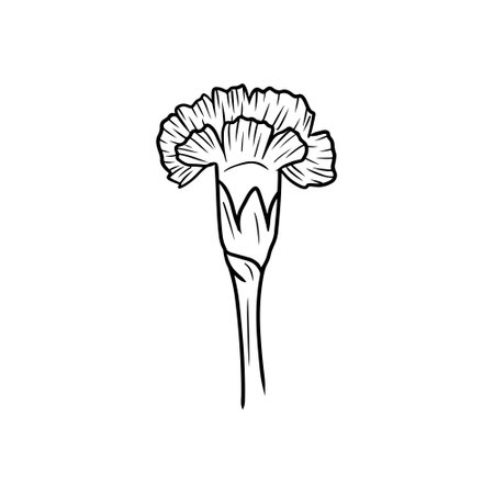 Beautiful carnation flower in black isolated on white background. Hand drawn vector sketch illustration in doodle engraved vintage line art style. Birth month flower, realistic botanical drawingのイラスト素材