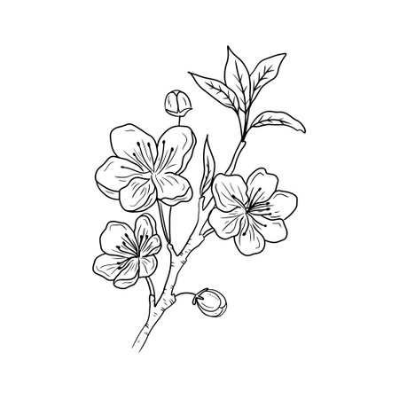 Beautiful realistic branch of cherry blossom with flowers and buds in black isolated on white background. Hand drawn vector sketch illustration in doodle engraved vintage line art style. Icon, logoのイラスト素材