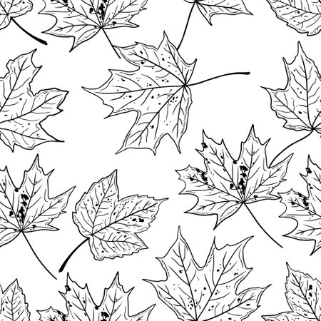 Vector seamless pattern with hand drawn maple leaves in various sizes on a white background. Hand drawn sketch illustration in doodle engraved vintage line art style. Autumn, fabric, wallpaperのイラスト素材