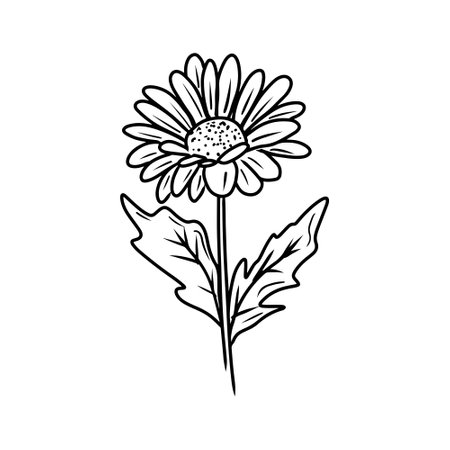 An elegant and beautiful daisy chrysanthemum flower in black isolated on white background. Hand drawn vector sketch illustration in doodle engraved vintage line art style. Coloring book, plantのイラスト素材