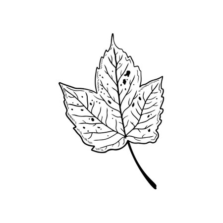 Beautiful detailed birch ashleaf maple in black isolated on white background. Hand drawn vector sketch illustration in doodle engraved vintage line art style. Autumn leaves, botanical artのイラスト素材