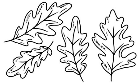 Set of beautiful oak leaf in black isolated on white background. Hand drawn vector sketch illustration in doodle engraved vintage line art style. Autumn falling leaves, foliage, icon, coloring bookのイラスト素材
