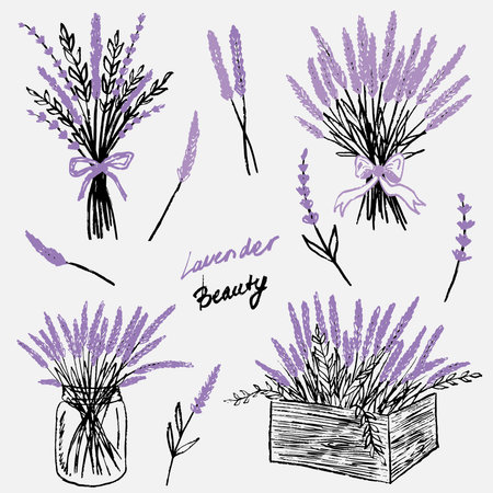 Hand drawn lavender bouquet in jars, boxes, and tied bundles. Separate lavender branches. Vector sketch illustration in vintage crayon charcoal style.のイラスト素材