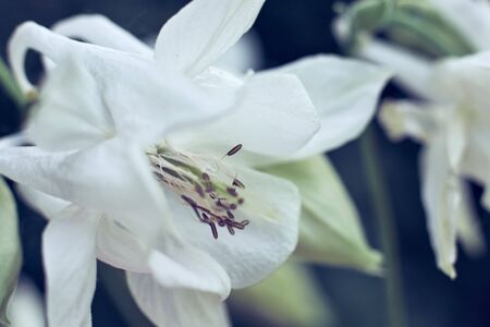 White aquilegia flowers in the garden, macro, selective focus.の写真素材