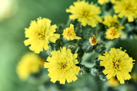 Yellow wildflowers on a green background close-up, selective focus.