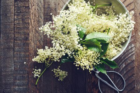 White elderberry flowers in a colander on a wooden table.の写真素材