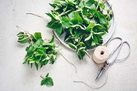 Melissa plant, fresh fragrant leaves of lemon balm, ready for drying.の写真素材